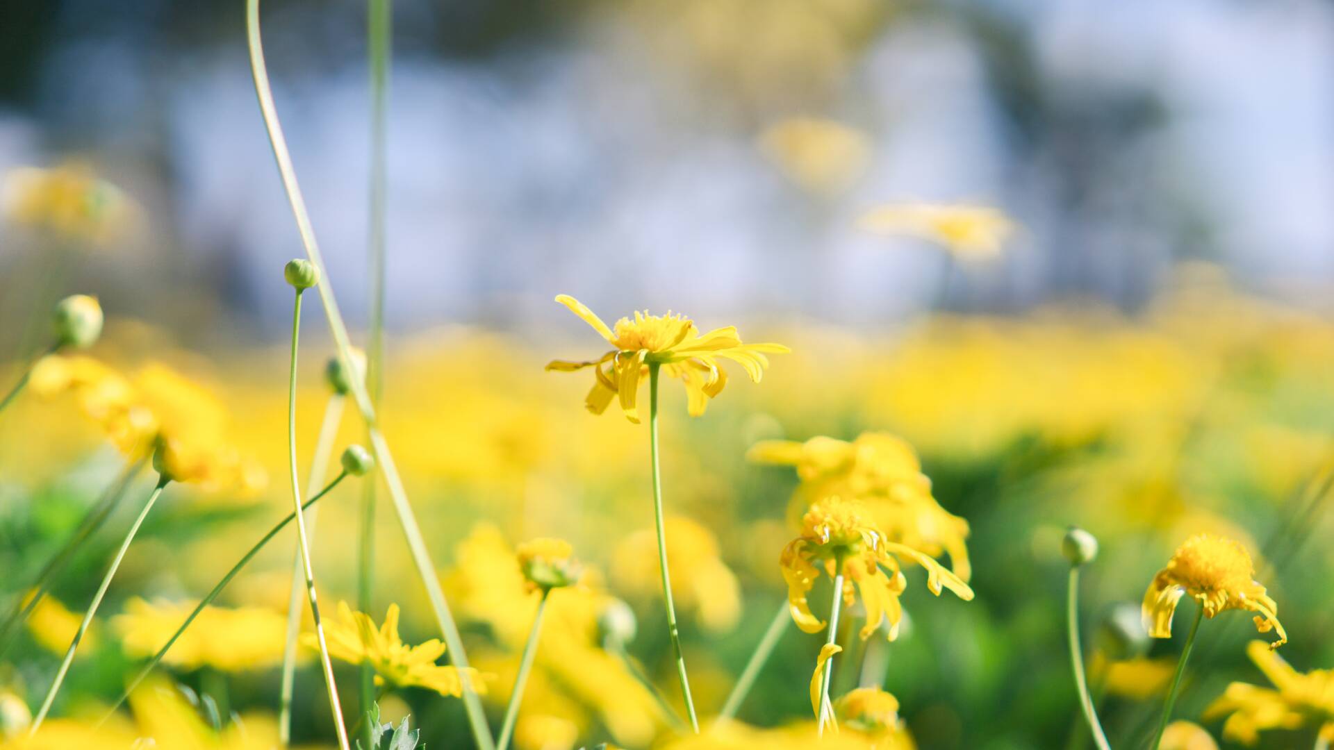 图片[1]-美文分享：花摇响铃铛-十七博客网