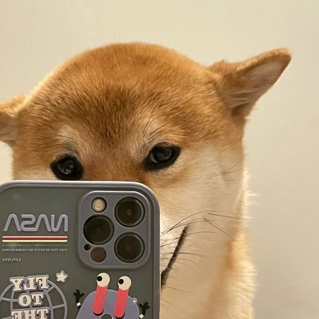 图片[1]-可爱猫猫头像