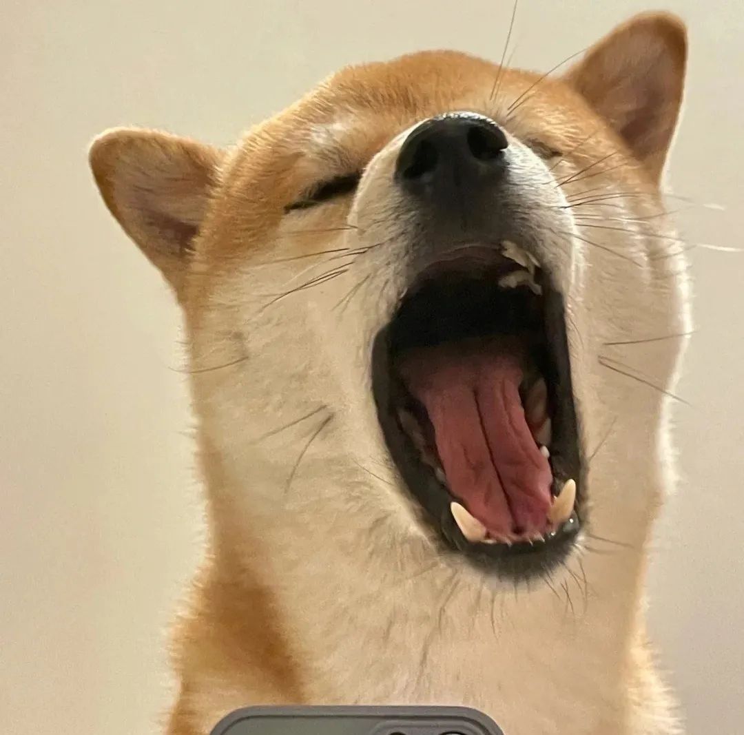 图片[2]-可爱猫猫头像