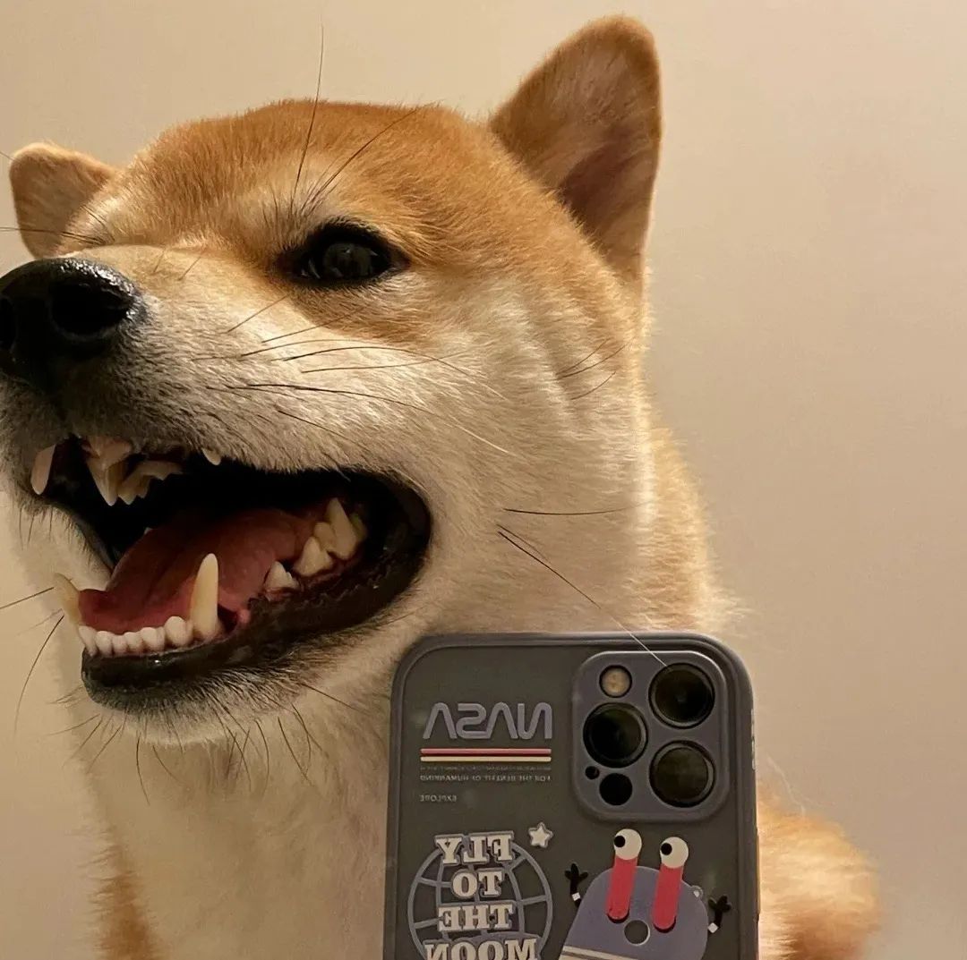 图片[3]-可爱猫猫头像