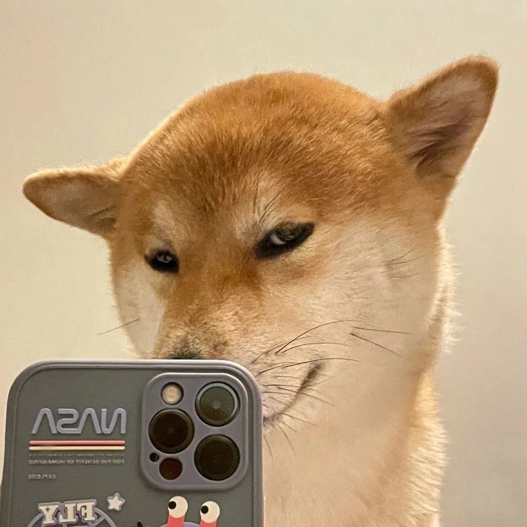 图片[5]-可爱猫猫头像