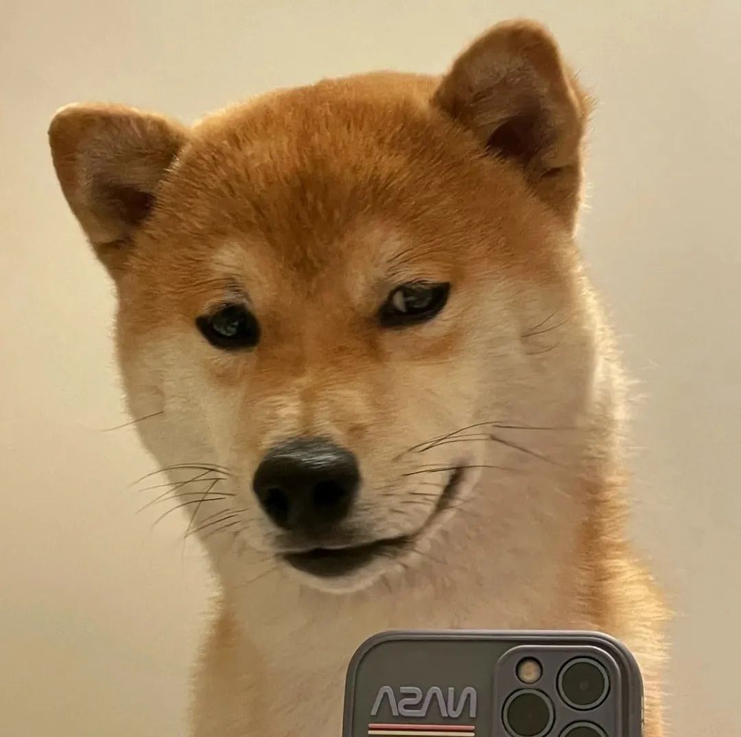 图片[6]-可爱猫猫头像