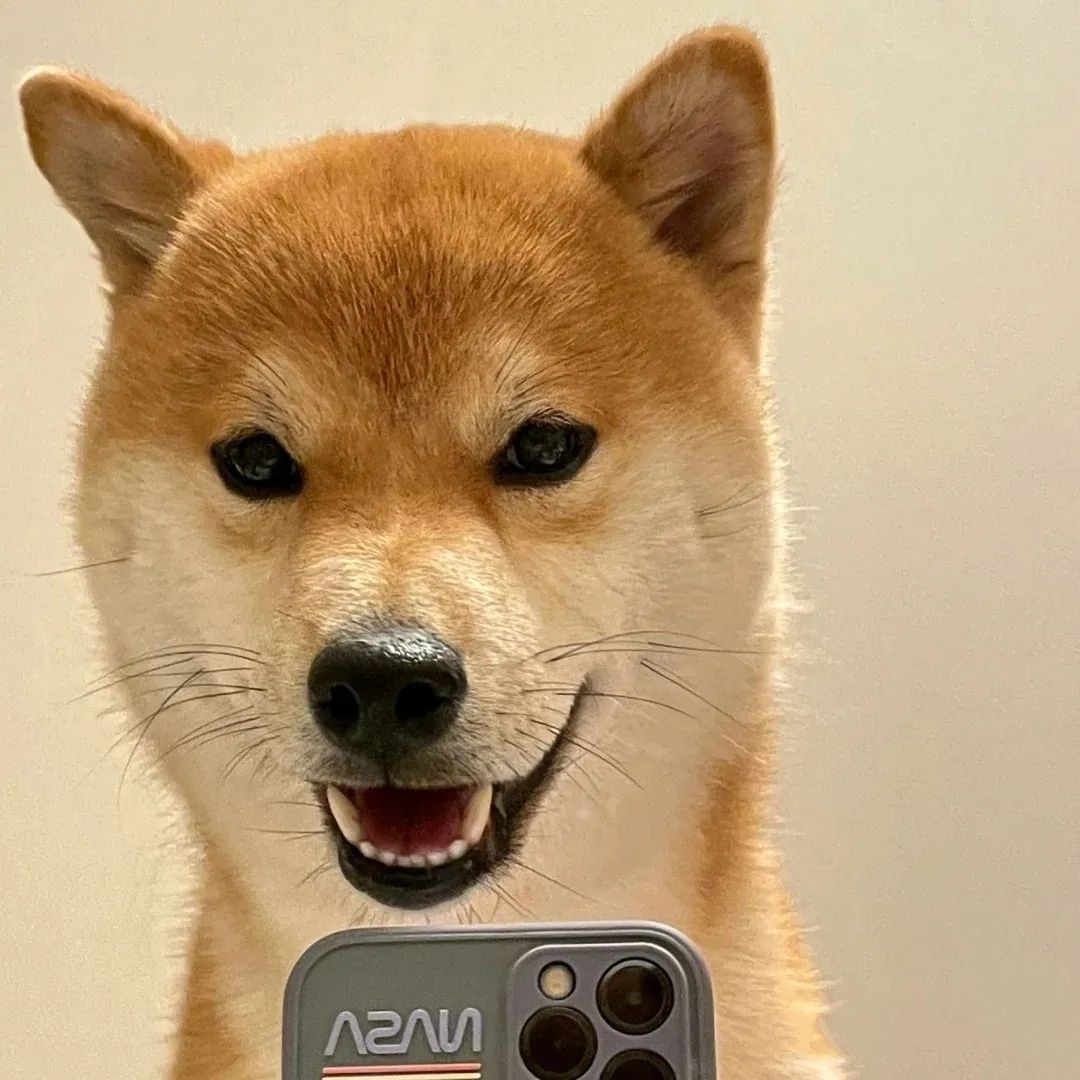 图片[7]-可爱猫猫头像