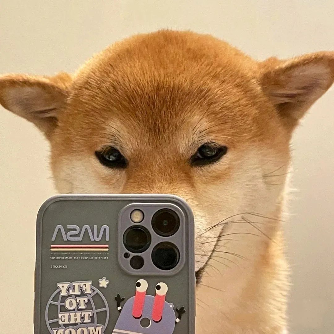 图片[9]-可爱猫猫头像