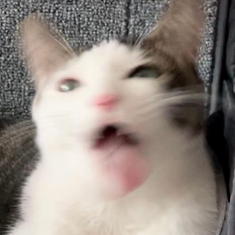 图片[18]-可爱猫猫头像