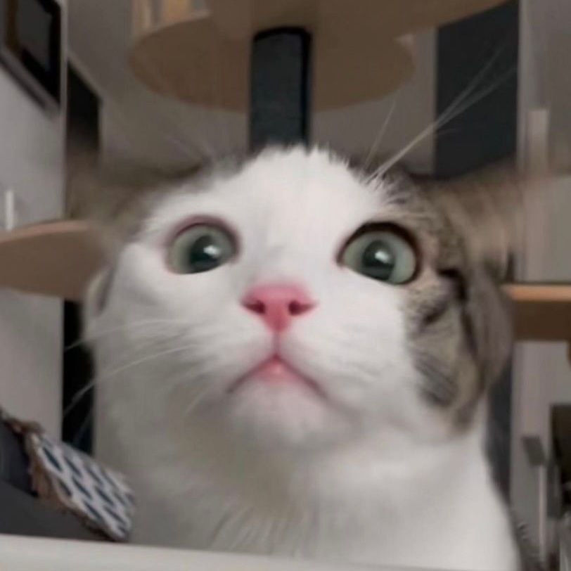 图片[17]-可爱猫猫头像