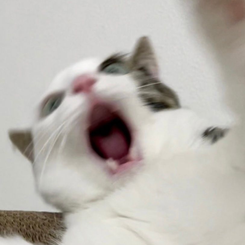 图片[16]-可爱猫猫头像