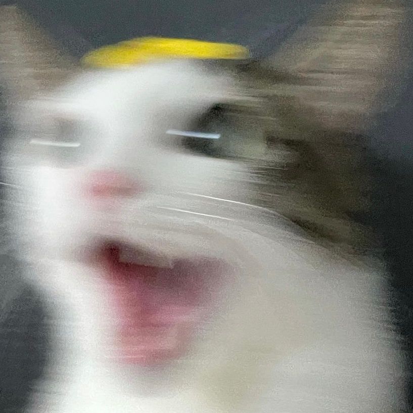 图片[15]-可爱猫猫头像