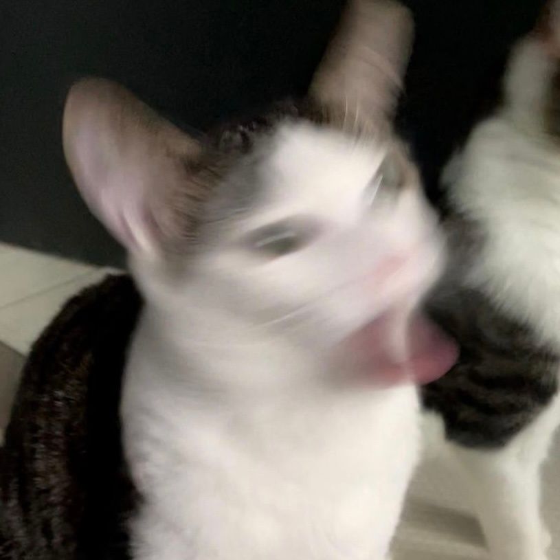 图片[14]-可爱猫猫头像