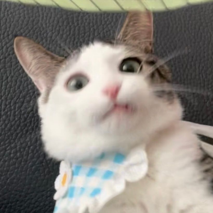 图片[13]-可爱猫猫头像
