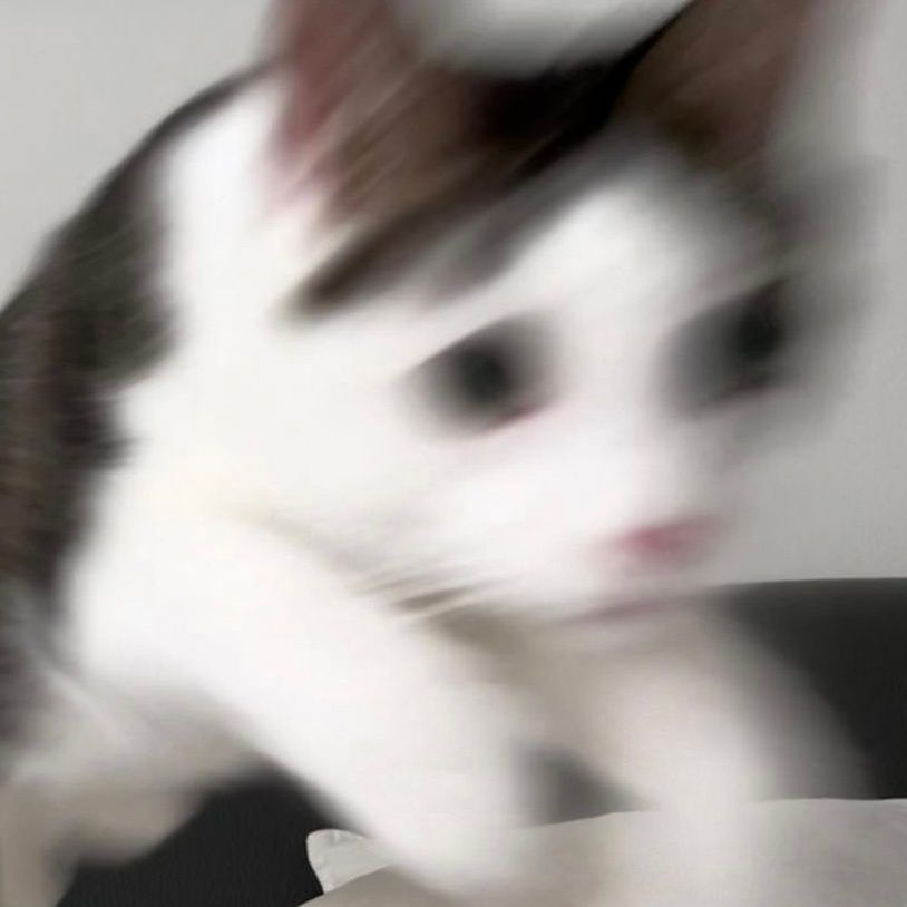 图片[11]-可爱猫猫头像