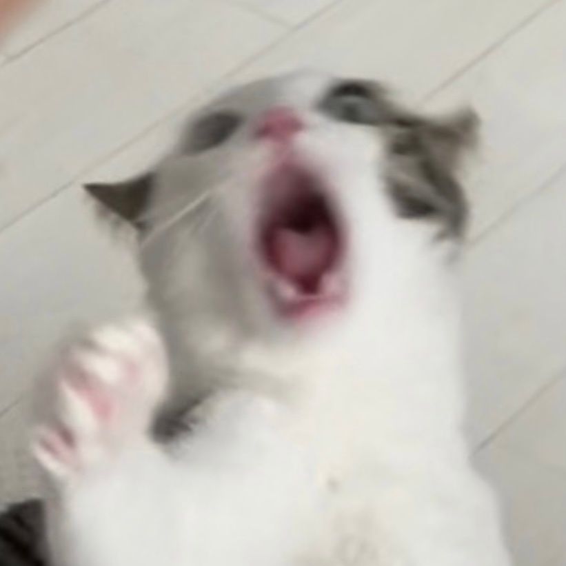 图片[10]-可爱猫猫头像