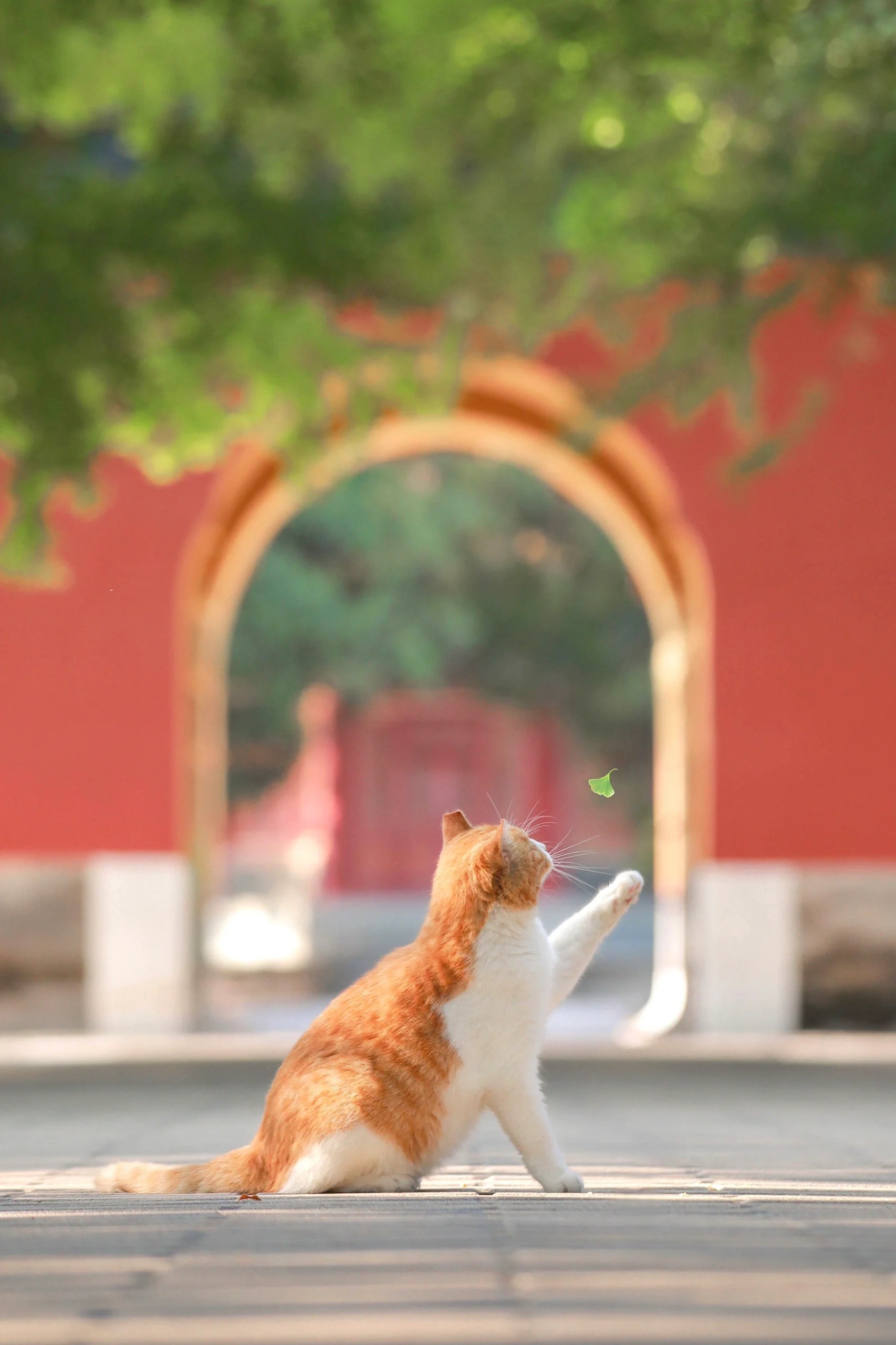 发现很多人喜欢猫猫啊～-十七博客网