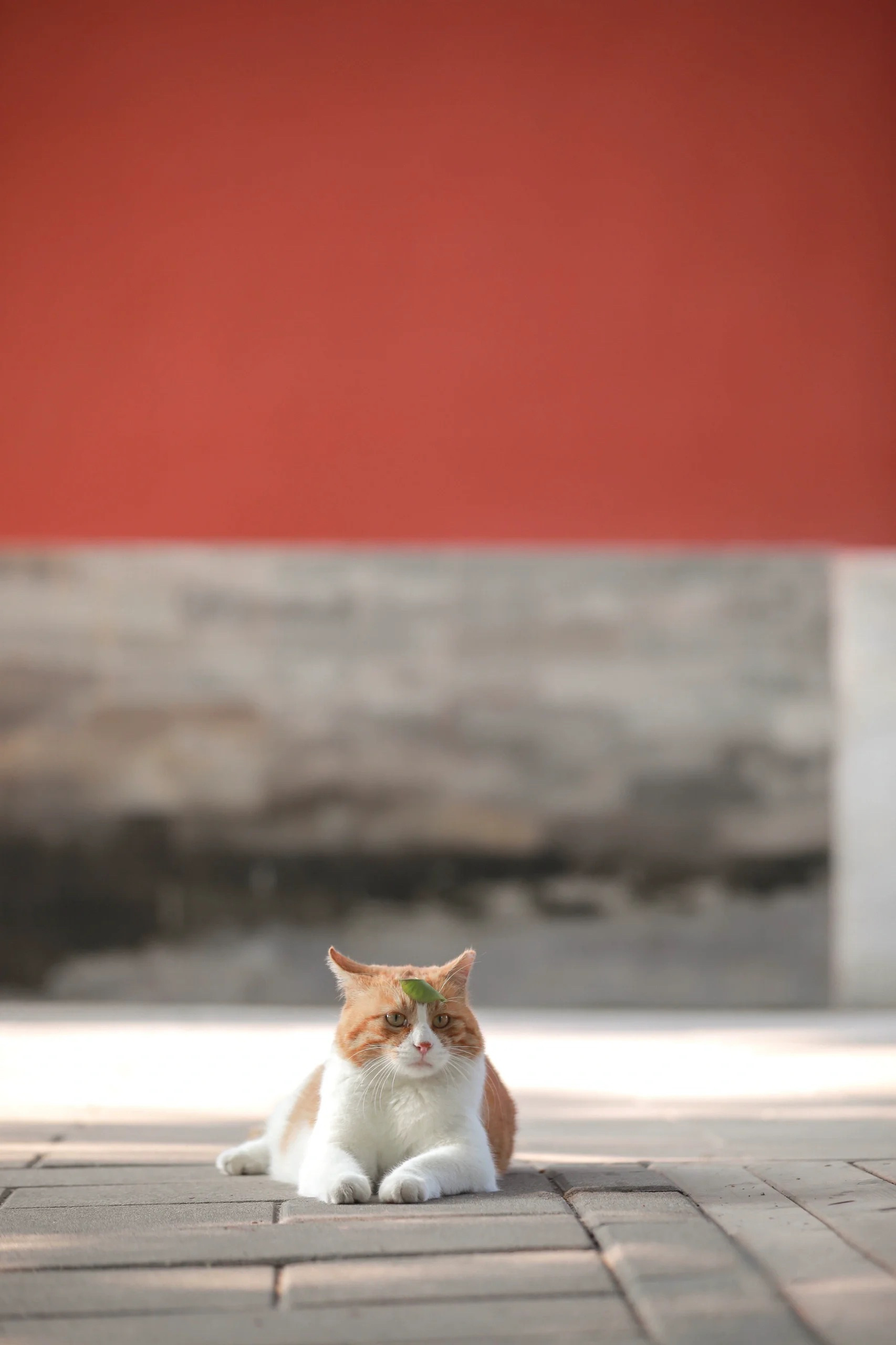 发现很多人喜欢猫猫啊～-十七博客网