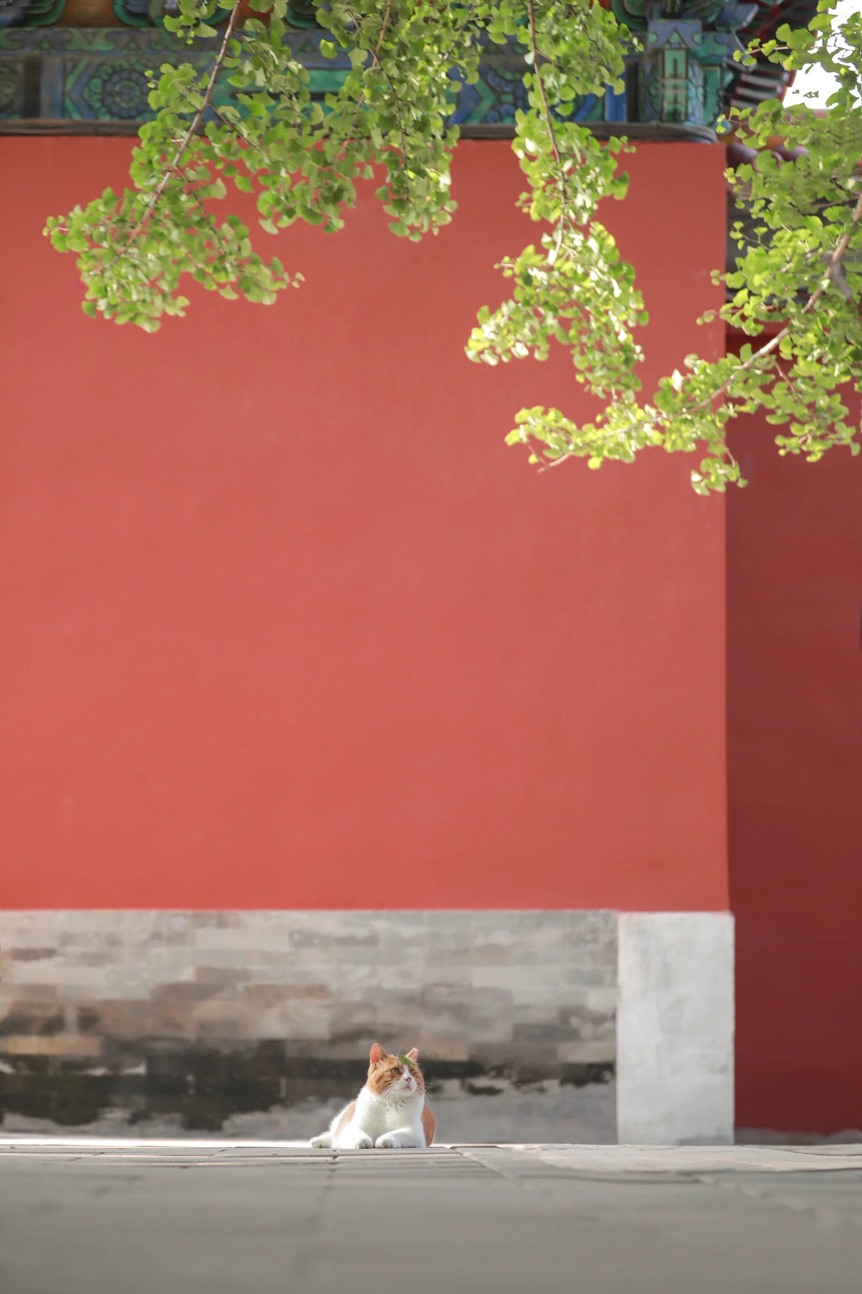 发现很多人喜欢猫猫啊～-十七博客网