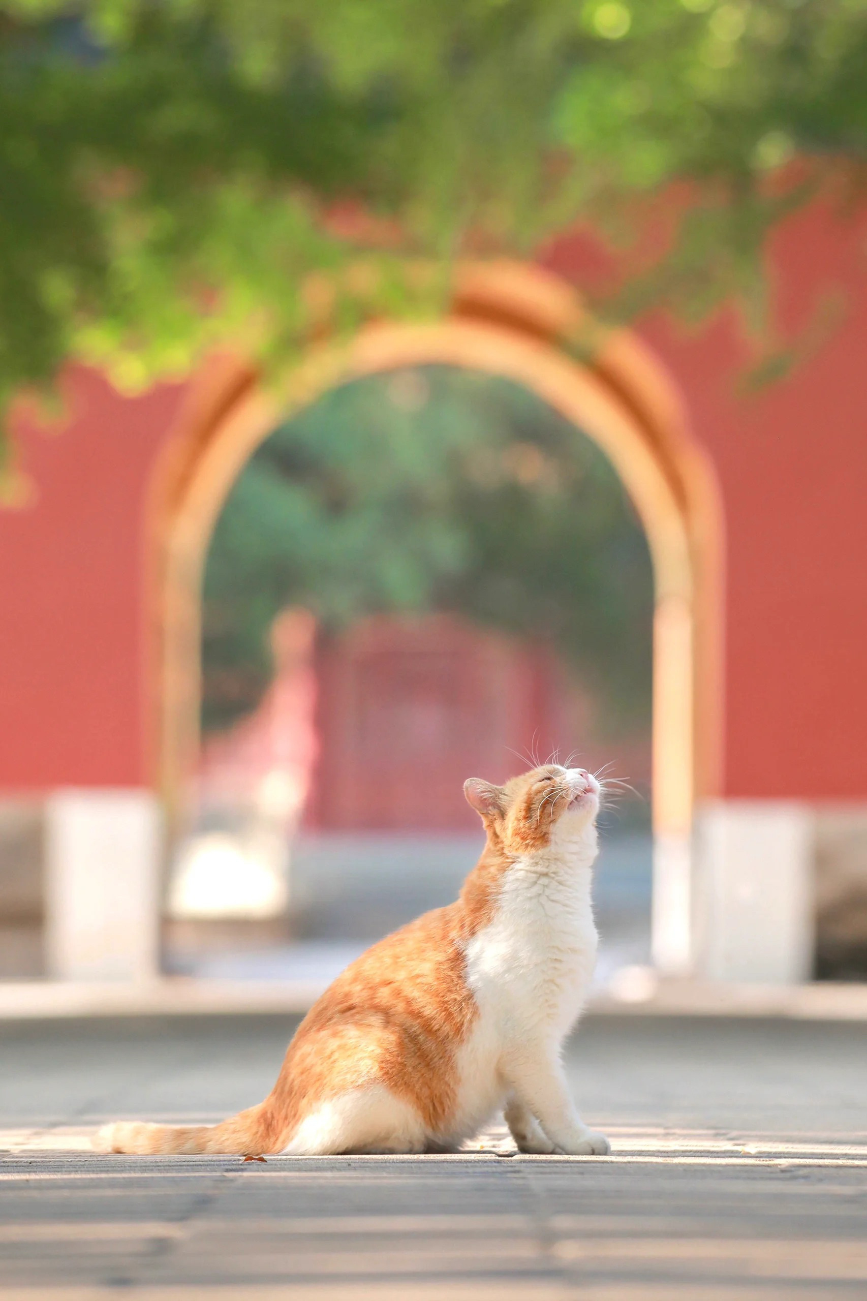 发现很多人喜欢猫猫啊～-十七博客网